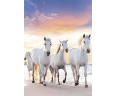 Aplankas su guma „Horses Gallop“ A/4 formato