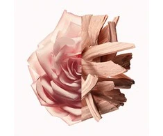 Givenchy Irresistible Nude Velvet EDP parfumuotas vanduo moterims, 80 ml