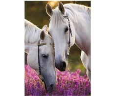Segtuvas „Horses Whispers“ A/4 elastinė juostelė