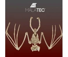 Šikšnosparnio skeletas - dekoracija 30 cm Malatec