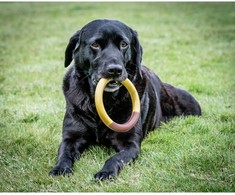Nylabone Extreme Ring Chew L – Patvarus sūrio ir šoninės skonio kramtomasis žaislas, didelis dydis