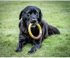 Nylabone Extreme Ring Chew L – Patvarus sūrio ir šoninės skonio kramtomasis žaislas, didelis dydis
