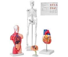 Žmogaus anatomijos modelių rinkinys: skeletas, torso, širdis, smegenys. 3D mokymo priemonės, edukacinis rinkinys, anatominiai modeliai.