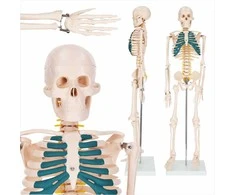 4Fizjo Žmogaus skeleto modelis, anatominis skeletas su nervais, 85 cm edukacinis skeletas anatomijos studijoms, medicinos mokymo priemonė