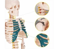 4Fizjo Žmogaus skeleto modelis, anatominis skeletas su nervais, 85 cm edukacinis skeletas anatomijos studijoms, medicinos mokymo priemonė