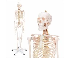 4Fizjo Žmogaus skeleto modelis, natūralaus dydžio anatomijos skeletas, 180 cm edukacinis skeletas, realistiškas žmogaus skeletas anatomijos studijoms