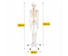 4Fizjo Žmogaus skeleto modelis, natūralaus dydžio anatomijos skeletas, 180 cm edukacinis skeletas, realistiškas žmogaus skeletas anatomijos studijoms