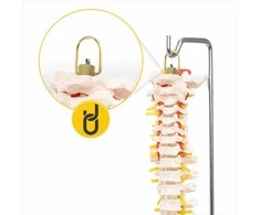 4Fizjo Žmogaus stuburo modelis, natūralaus dydžio anatominis stuburas, mokomasis skeletas anatomijos studijoms, medicinos mokymo priemonė