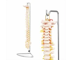 4Fizjo Žmogaus stuburo modelis, natūralaus dydžio anatominis stuburas, mokomasis skeletas anatomijos studijoms, medicinos mokymo priemonė