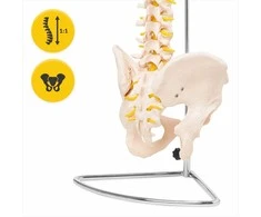4Fizjo Žmogaus stuburo modelis su dubeniu, anatominis skeletas studijoms, natūralaus dydžio stuburo kolona medicininiam mokymui