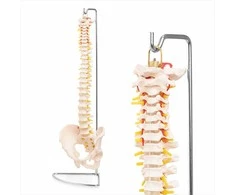4Fizjo Žmogaus stuburo modelis su dubeniu, anatominis skeletas studijoms, natūralaus dydžio stuburo kolona medicininiam mokymui