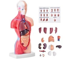 Žmogaus torso anatomijos modelis, 15 dalių, 28 cm, nuimami organai, mokymo priemonė studentams, mokslui, mokyklai, anatomijos skeletas, edukacinis modelis