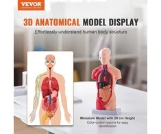 Žmogaus torso anatomijos modelis, 15 dalių, 28 cm, nuimami organai, mokymo priemonė studentams, mokslui, mokyklai, anatomijos skeletas, edukacinis modelis