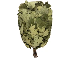Kanadietiško ąžuolo vanta