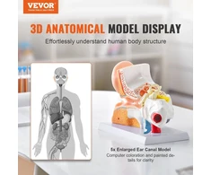 VEVOR Žmogaus ausies anatomijos modelis