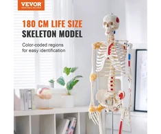 VEVOR Žmogaus skeletas anatomijai, natūralaus dydžio