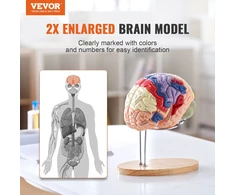 VEVOR Žmogaus smegenų modelis 2 kartus didesnis
