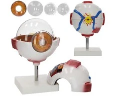 4Fizjo 3D padidintas anatominis akies modelis