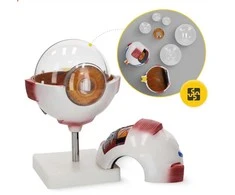4Fizjo 3D padidintas anatominis akies modelis