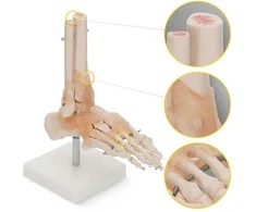 4Fizjo Čiurnos sąnario su raiščiais anatominis modelis 1:1 masteliu