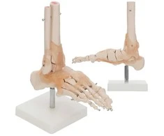 4Fizjo Čiurnos sąnario su raiščiais anatominis modelis 1:1 masteliu
