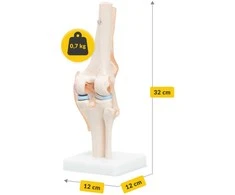 4Fizjo Kelio sąnario anatominis modelis