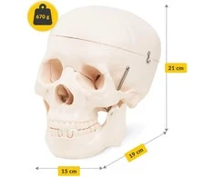 4Fizjo Žmogaus kaukolės anatominis modelis