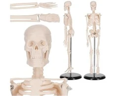 4Fizjo Žmogaus skeleto 45 cm anatominis modelis