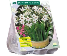 Acidanterų svogūnėliai, lot. ACIDANTHERA BICOLOR, 30 vnt