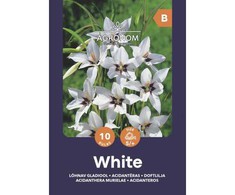 Acidanterų svogūnėliai, lot. ACIDANTHERA Baltas, 10 vnt