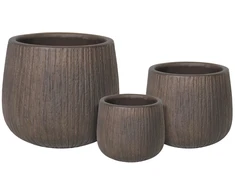 Acidanterų svogūnėliai, lot. ACIDANTHERA Baltas, 10 vnt