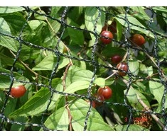 Apsauginis tinklas nuo paukščių 2x5m/25x25mm žalias/juodas/ 20g/m2