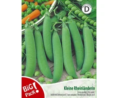 Apvaliųjų žirnių sėklos KLEINE RHEINLANDERIN, 20 g