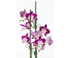 Atraminis mietelis augalams H58cm plastikinis