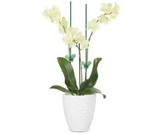 Atraminis mietelis augalams H58cm plastikinis/žalias