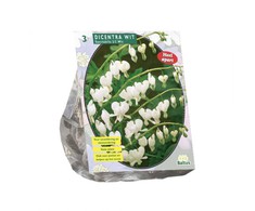 Auskarėlių svogūnėliai, lot. DICENTRA SPECTABILIS ALBA, 2 vnt