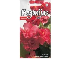 Begonijų sėklos 15 sėklų Feja F1