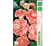 Begonijų svogūnėliai, lot. BEGONIA CAMELIA, 3 vnt