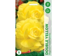 Begonijų svogūnėliai, lot. BEGONIA DOUBLE Geltonas, 2 vnt