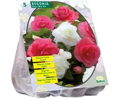 Begonijų svogūnėliai, lot. BEGONIA DUBBEL DUO ROZE WIT, 5 vnt