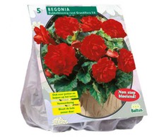 Begonijų svogūnėliai, lot. BEGONIA DUBBEL ROOD, 5 vnt