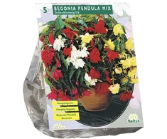 Begonijų svogūnėliai, lot. BEGONIA PENDULA MIX, 5 vnt