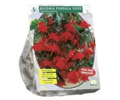 Begonijų svogūnėliai, lot. BEGONIA PENDULA ROOD, 5 vnt