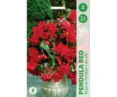 Begonijų svogūnėliai, lot. BEGONIA PENDULA Raudonas, 2 vnt.