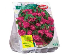Begonijų svogūnėliai, lot. BEGONIA PENDULA ROZE, 5 vnt