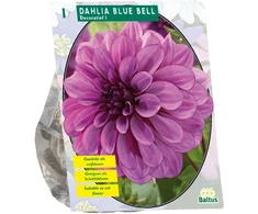 Blue Jurginų svogūnėlis, lot. DAHLIA Mėlynas BELL, 1 vnt