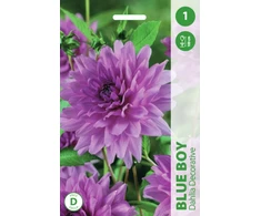Blue Jurginų svogūnėlis, lot. DAHLIA Mėlynas BOY, 1 vnt