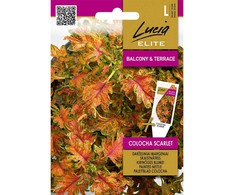 Darželinių margenių sėklos COLOCHA SCARLET, 25 vnt