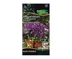 Darželinių našlaičių sėklos RAIN PURPLE, 10 vnt