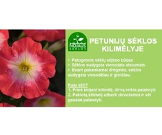 Darželinių petunijų sėklos DOU ROSE Baltas, 10 vnt